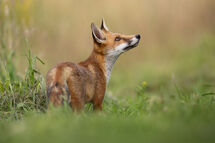 Red fox