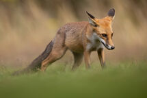 Red fox