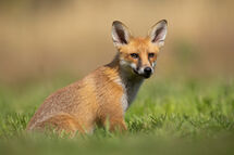 Red fox