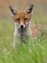 Red fox