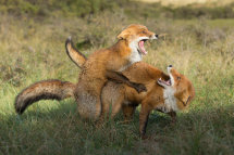 Red foxes