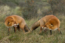 Red foxes