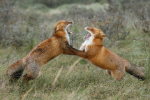 Red foxes