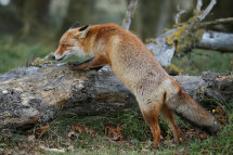 Red fox