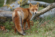 Red fox
