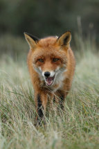 Red fox