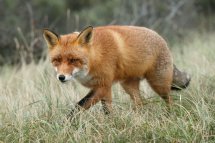 Red fox