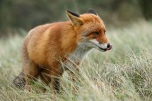 Red fox
