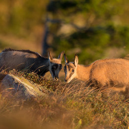 Chamois