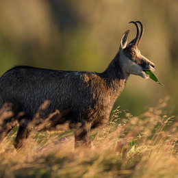 Chamois