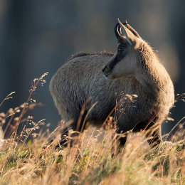 Chamois