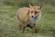 Red fox
