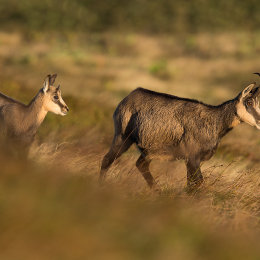 Chamois