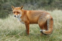 Red fox