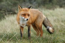 Red fox