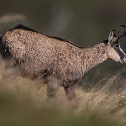 Chamois