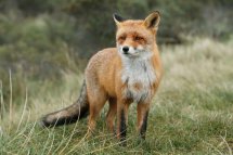 Red fox