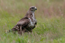 Commun buzzard