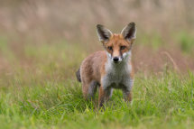 Red fox