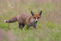 Red fox