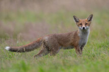 Red fox