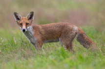 Red fox