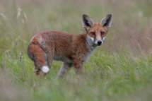 Red fox