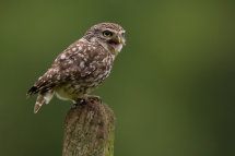 Little owl