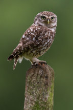 Little owl