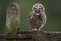 Little owl