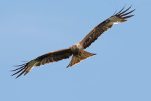 Red Kite