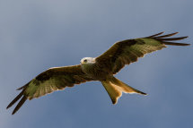 Red Kite