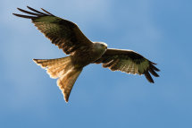 Red Kite