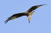Red Kite