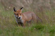 Red fox