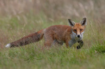Red fox