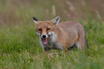 Red fox