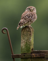 Little owl