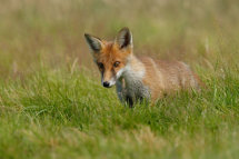 Red fox