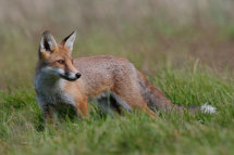Red fox