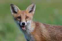 Red fox
