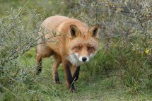 Red fox