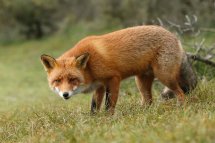 Red fox