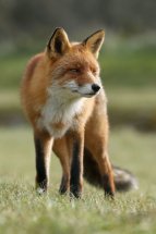 Red fox