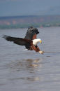 African Fish Eagle Catching Fish