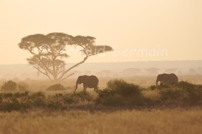 Amboseli Elephants in the Morning light