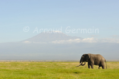 Elephant Bull and Kilimanjaro