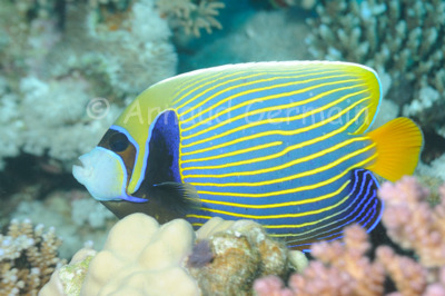 Emperor Angelfish