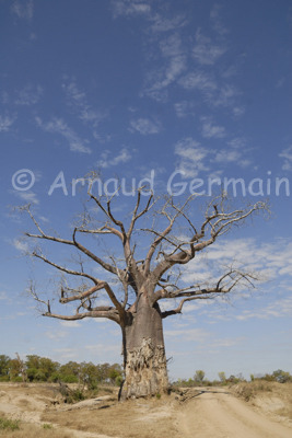 Big Baobab Under Cloudy Sky