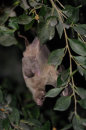 Fruit Bat and Baby